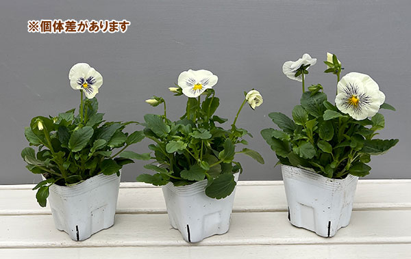 パンジー：キャッツ ホワイト3-3.5号ポット