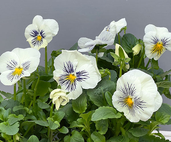 パンジー：キャッツ ホワイト3-3.5号ポット