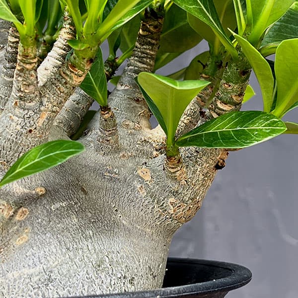 アデニウム ：スーパードワーフ 　６号鉢植え25-04