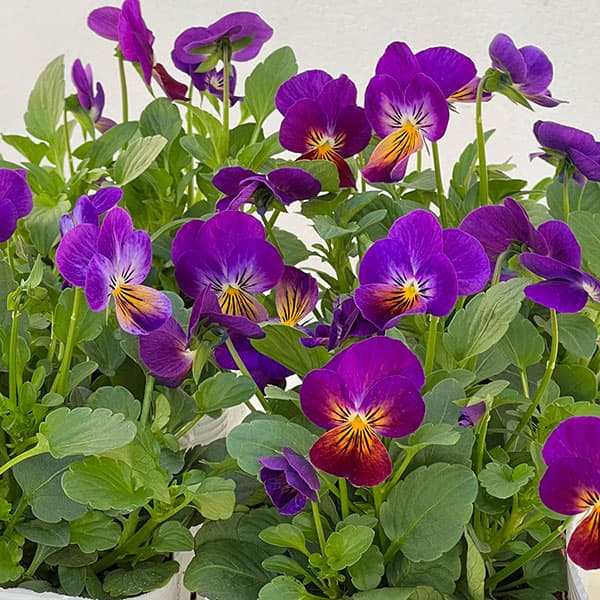 ビオラ:ももか あかつき3-3.5号ポット