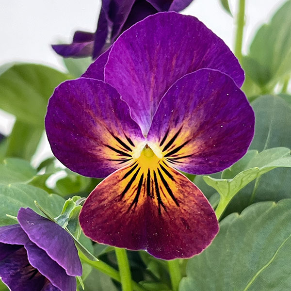 ビオラ:ももか あかつき3-3.5号ポット