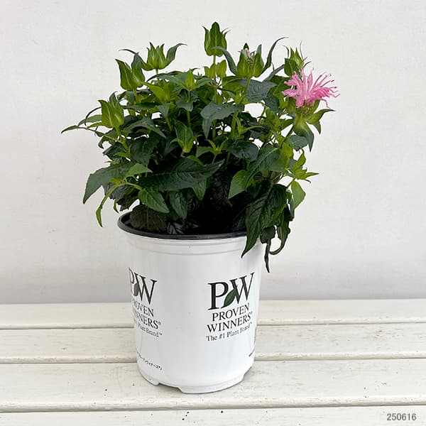 [26年6月中下旬予約]モナルダ：フォーグ　ローズ5号ポット