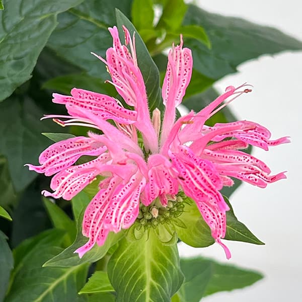 [26年6月中下旬予約]モナルダ：フォーグ　ローズ5号ポット