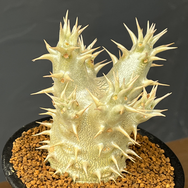 パキポディウム：ホロンベンセ　3号鉢植え**