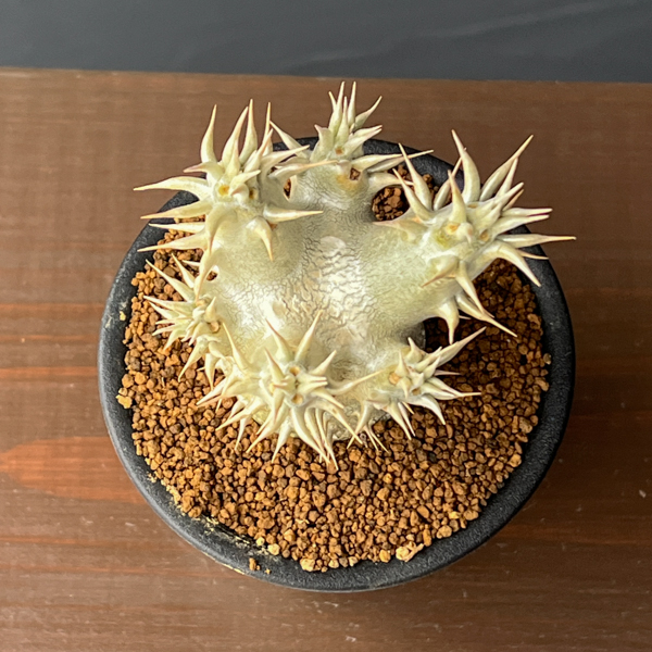 パキポディウム：ホロンベンセ　3号鉢植え**