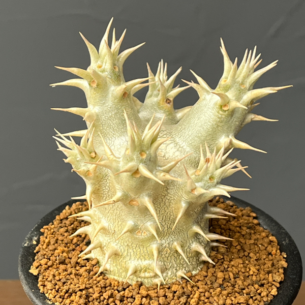 パキポディウム：ホロンベンセ　3号鉢植え**