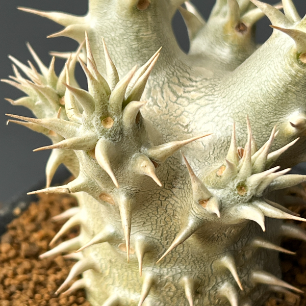 パキポディウム：ホロンベンセ　3号鉢植え**