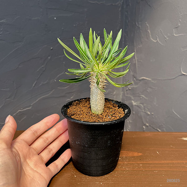 パキポディウム ：イノピナツム　3号鉢植え