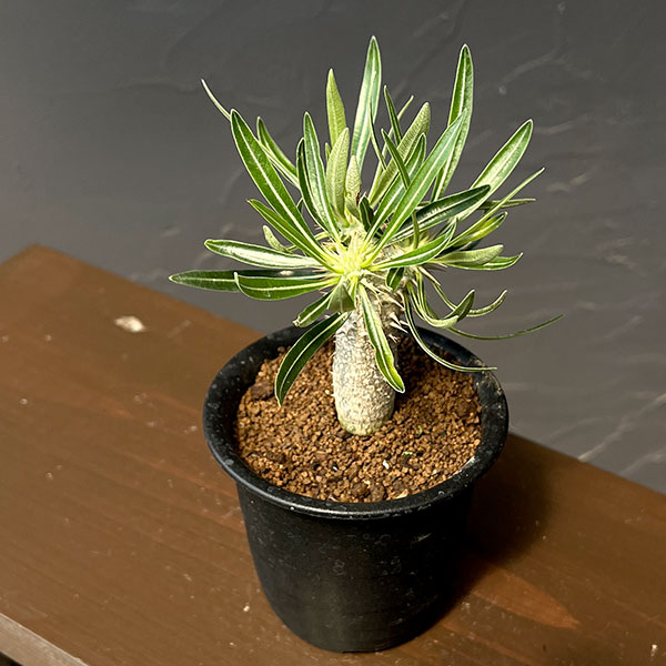 パキポディウム ：イノピナツム　3号鉢植え
