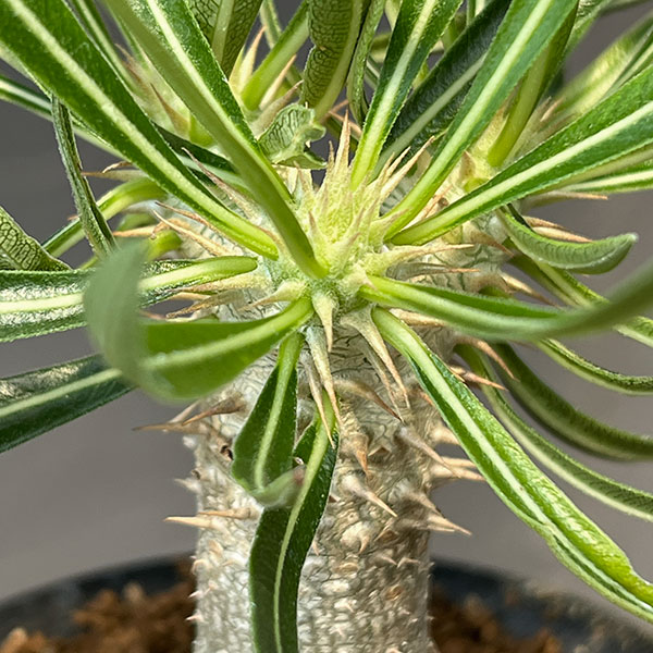 パキポディウム ：イノピナツム　3号鉢植え
