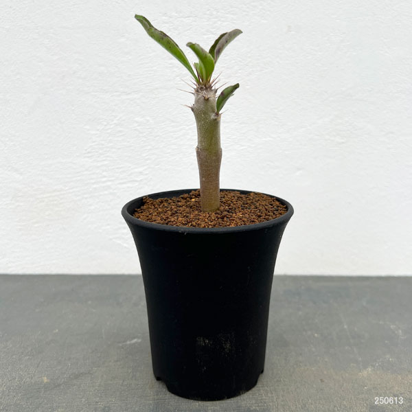 パキポディウム:サンデルシー 3号鉢植え