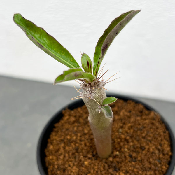 パキポディウム:サンデルシー 3号鉢植え