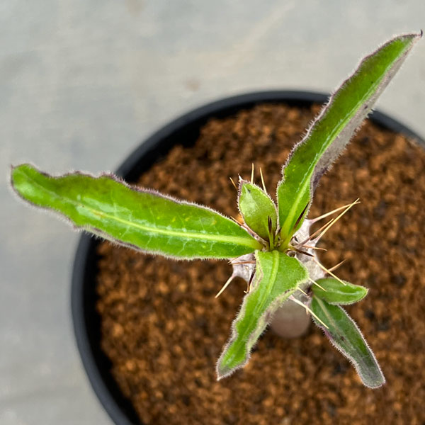 パキポディウム:サンデルシー 3号鉢植え