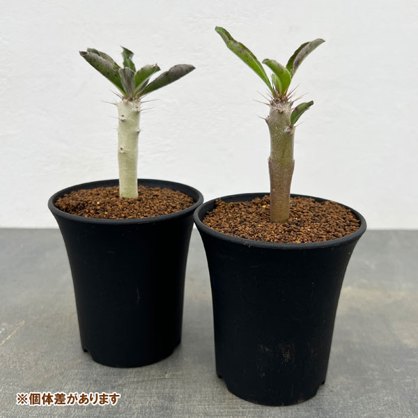 パキポディウム:サンデルシー 3号鉢植え