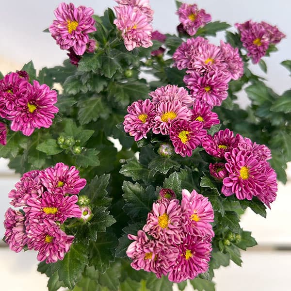 夏秋咲き電照菊(花付き菊苗):琴音4号ポット