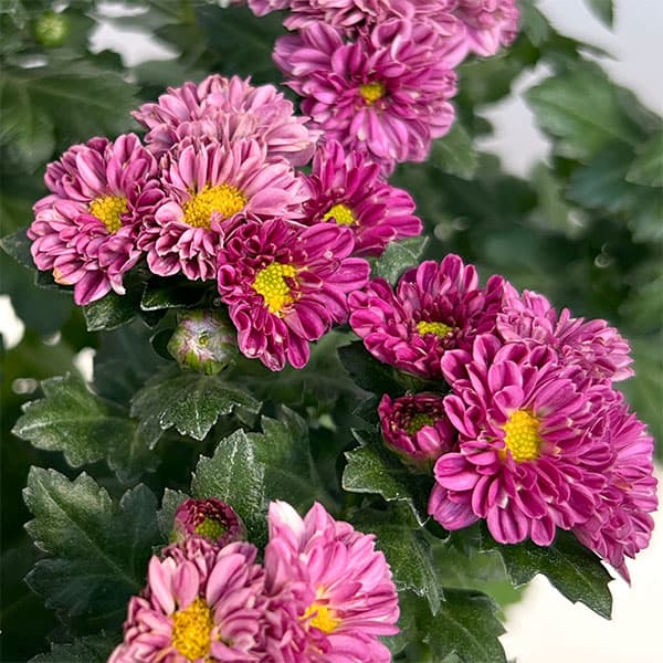夏秋咲き電照菊(花付き菊苗):琴音4号ポット