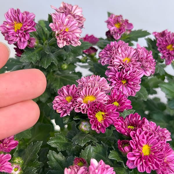 夏秋咲き電照菊(花付き菊苗):琴音4号ポット