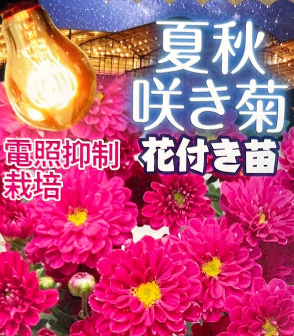 夏秋咲き電照菊(花付き菊苗):琴音4号ポット