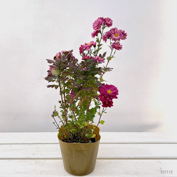 園芸ネット本店｜夏秋咲き電照菊：琴音4号ポット の通販【公式】