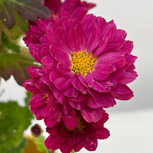 園芸ネット本店｜（わけあり特価）夏秋咲き電照菊：琴音4号ポット の