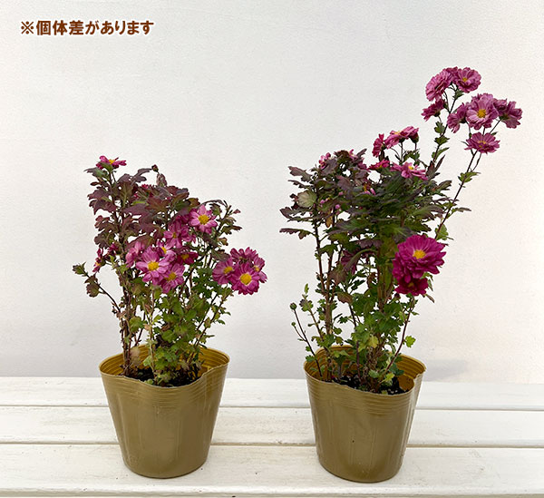 夏秋咲き電照菊：琴音4号ポット