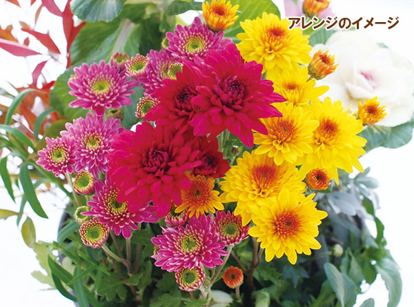 [25年10月中下旬予約]お正月お飾り菊ミックス植え3（バロック入）4号ポット