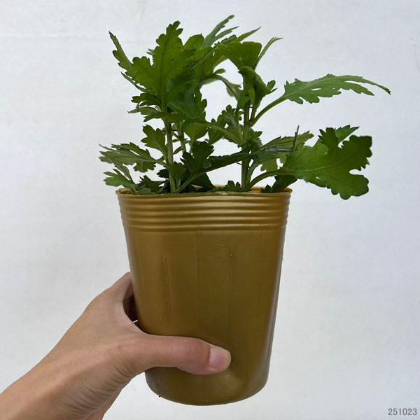 お正月お飾り菊ミックス植え3（バロック入）4号ポット