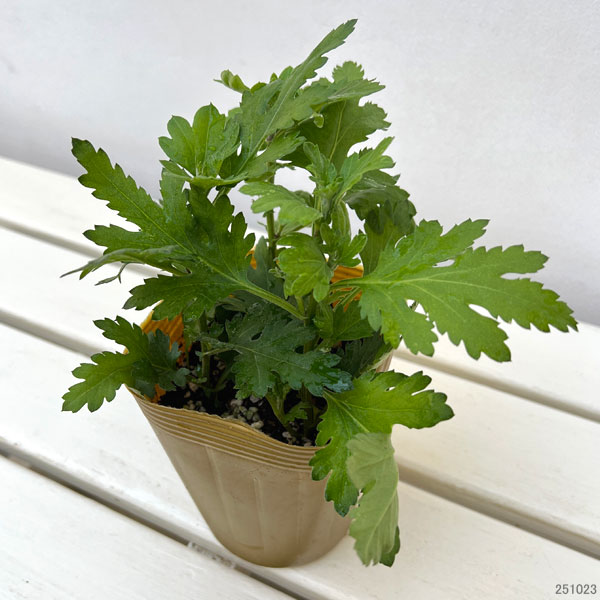 お正月お飾り菊ミックス植え3（バロック入）4号ポット