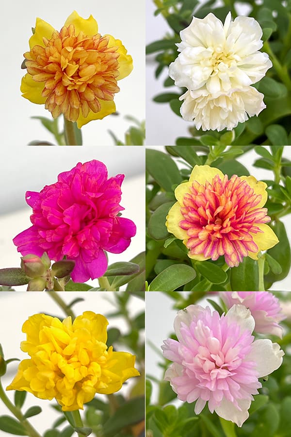 園芸ネット本店｜ポーチュラカ（八重咲き）：花色ミックス3-3.5号