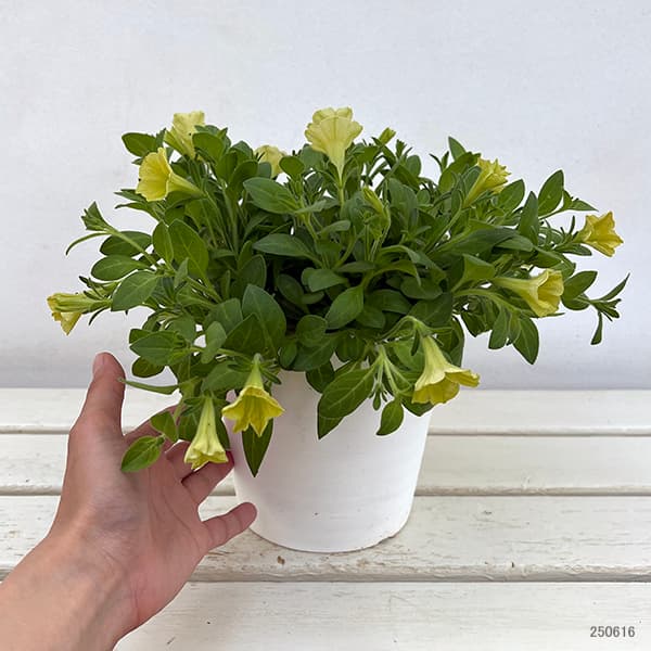 ペチュニア:YES!(イエス)イエロー5号鉢植え