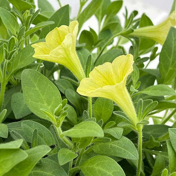 ペチュニア:YES!(イエス)イエロー5号鉢植え