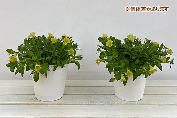 ペチュニア:YES!(イエス)イエロー5号鉢植え