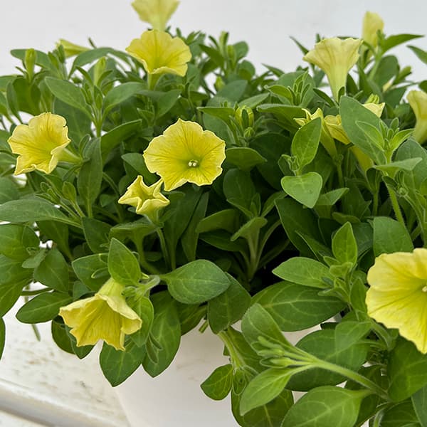 ペチュニア:YES!(イエス)イエロー5号鉢植え