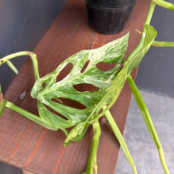 [棚卸セール]（わけあり特価）マドカズラ：ミント斑入り　3号ポット