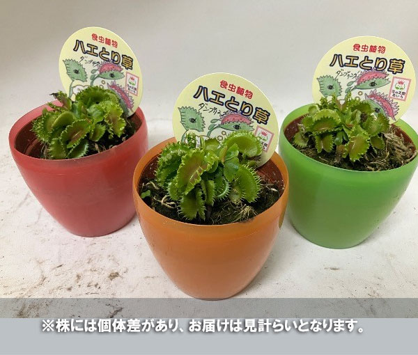 [26年4月上旬予約]ハエトリソウ（ディオネア）：ダンプリング3.5号鉢入り