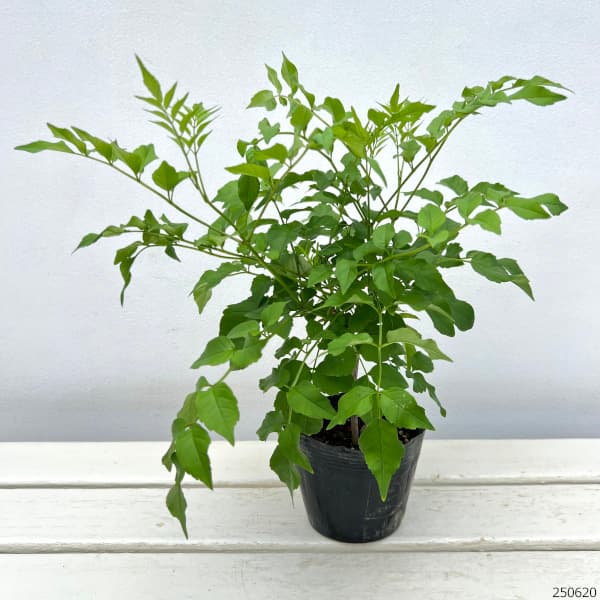 園芸ネット本店｜ノウゼンカズラ：薄ピンク（ポドラネア）3.5号ポット