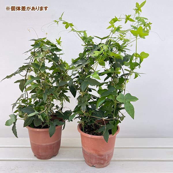トケイソウ:ピッコロッソ5号鉢植え