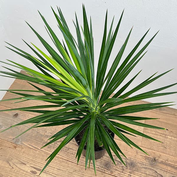 ユッカ：アロイフォリア（センジュラン）7号鉢植え