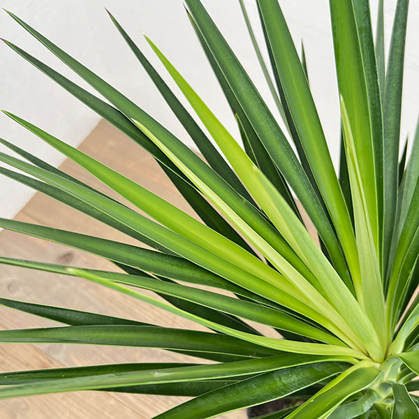 ユッカ：アロイフォリア（センジュラン）7号鉢植え の通販 | 園芸ネット