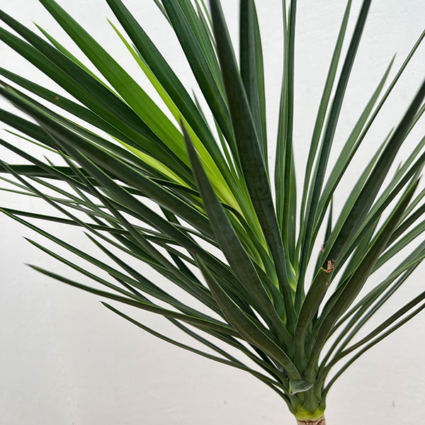 ユッカ：アロイフォリア（センジュラン）7号鉢植え