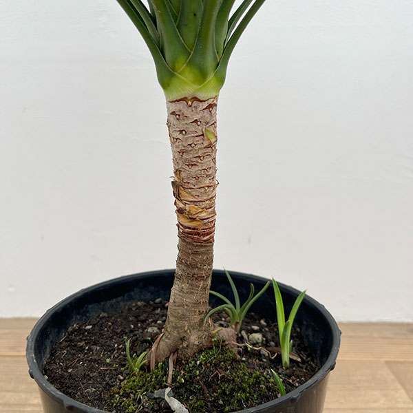 ユッカ：アロイフォリア（センジュラン）7号鉢植え の通販