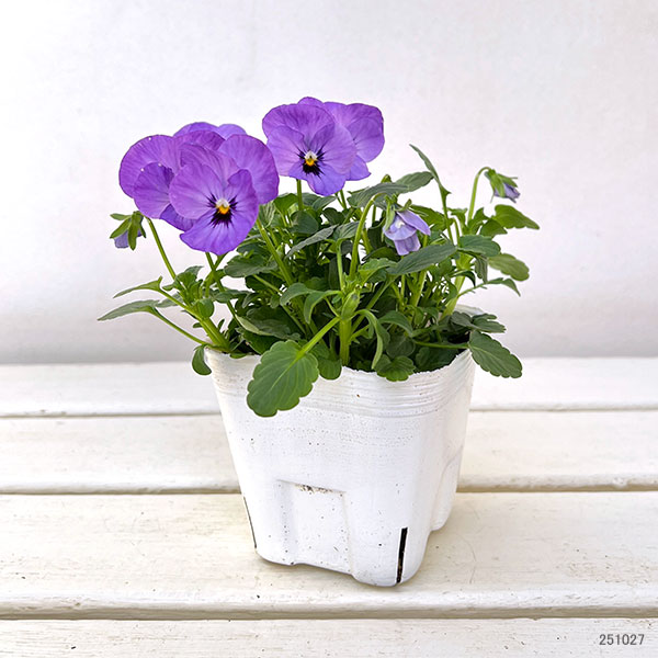 ビオラ:ももか ふじいろ3-3.5号ポット