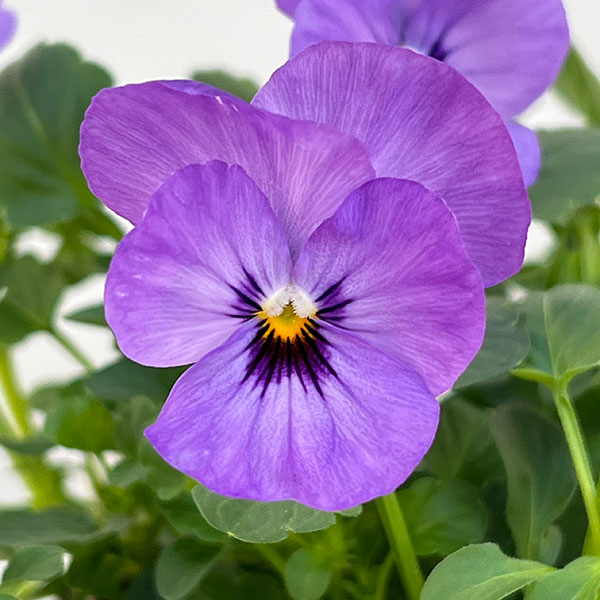 ビオラ:ももか ふじいろ3-3.5号ポット