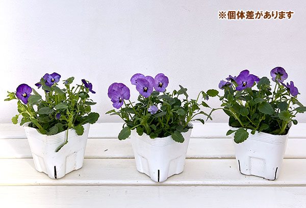ビオラ:ももか ふじいろ3-3.5号ポット