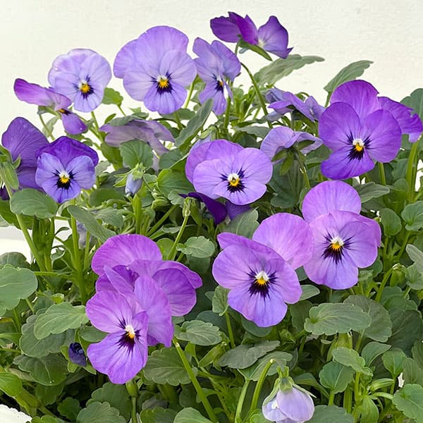 ビオラ:ももか ふじいろ3-3.5号ポット