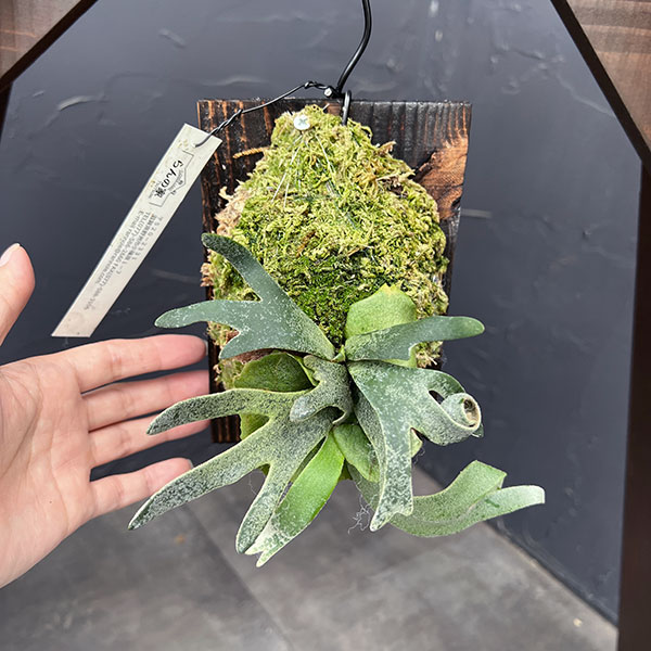 園芸ネット本店｜ビカクシダ（コウモリラン）：ウィリンキージェイド