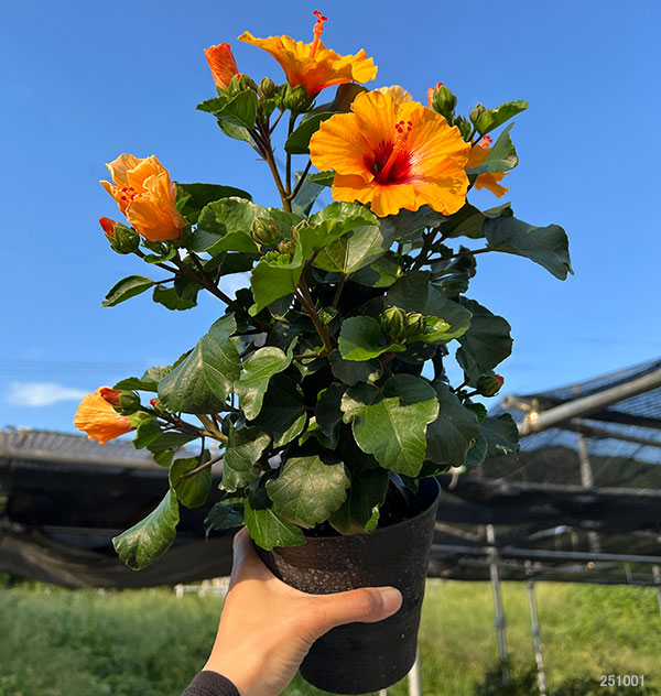 ハイビスカス(ニューロングライフ):プチオレンジ 4.5号鉢植え