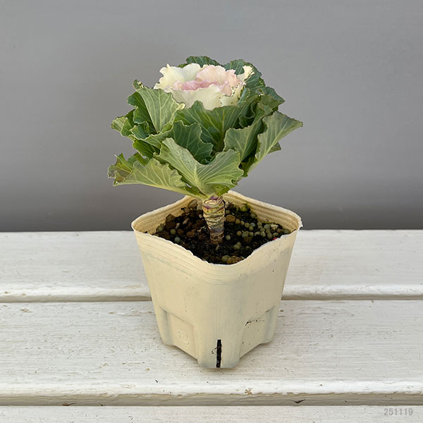 ハボタン:ベイビーチュール3号ポット