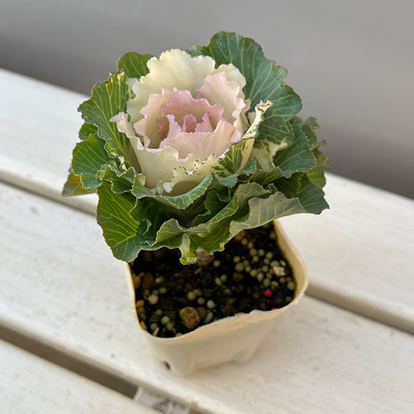 ハボタン:ベイビーチュール3号ポット