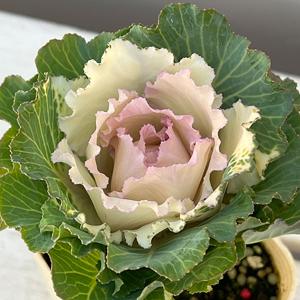 ハボタン:ベイビーチュール3号ポット